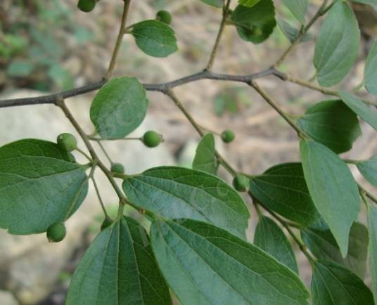 紫弹树（榆科朴属植物）