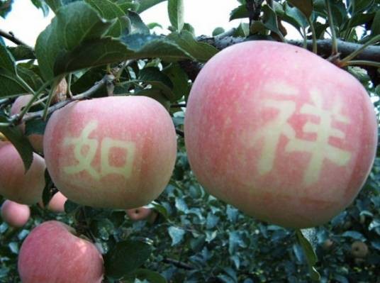 无病毒苗