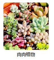 肉肉植物