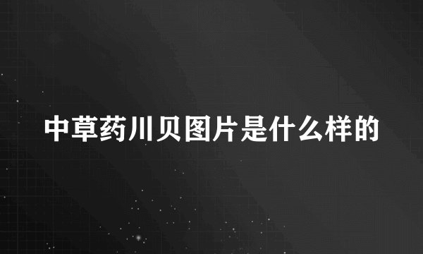中草药川贝图片是什么样的