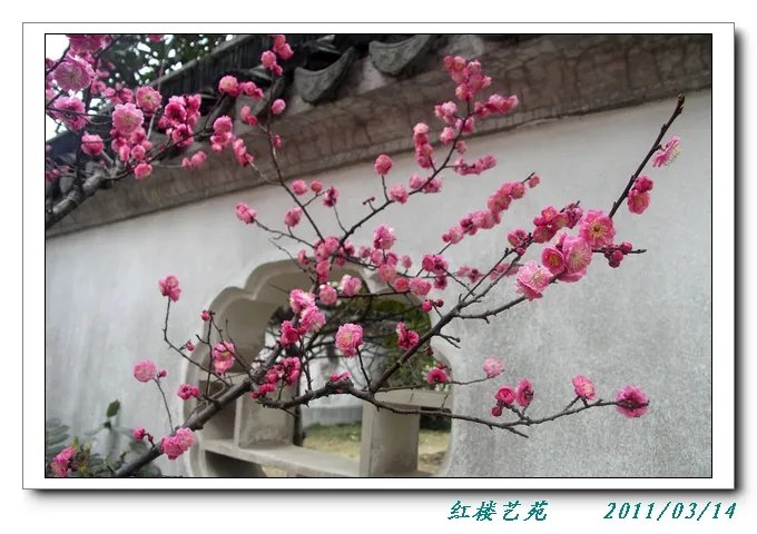 红楼艺苑的概述