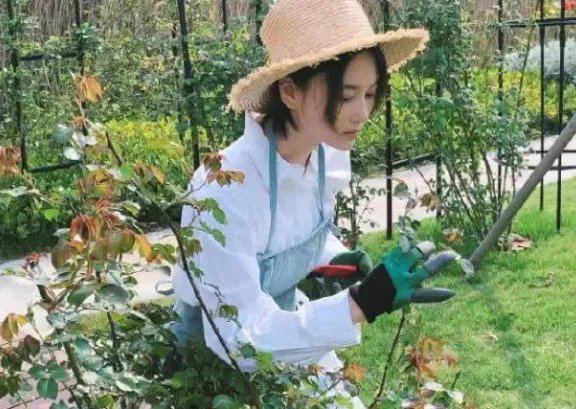 为什么张馨予微博晒照很接地气不像个明星?