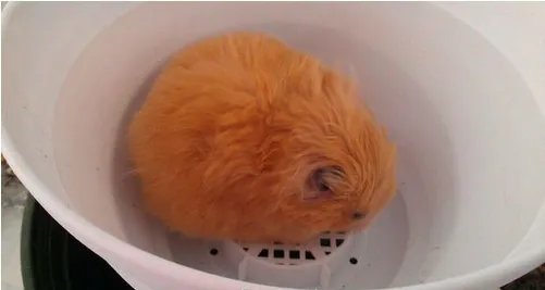 西施熊图片