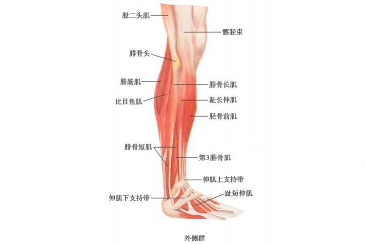 小腿肌肉图解