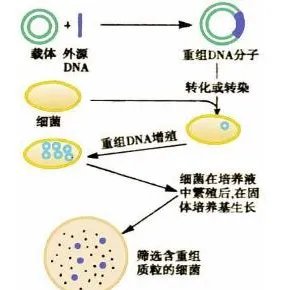 基因重组 与 转基因 有什么区别？