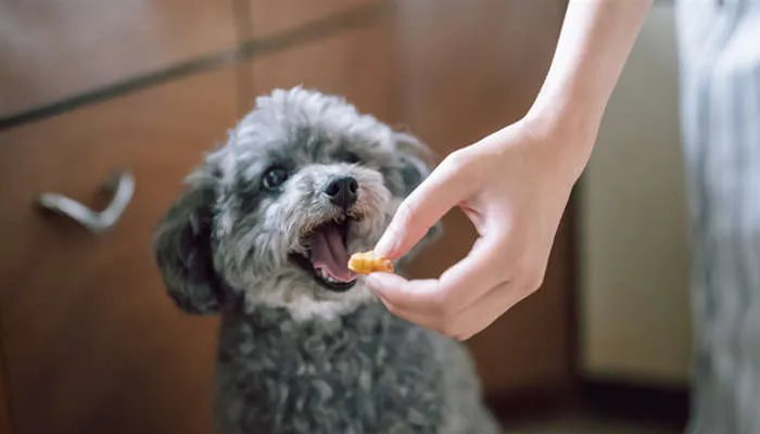 狗可以吃菠萝吗 狗吃菠萝的好处