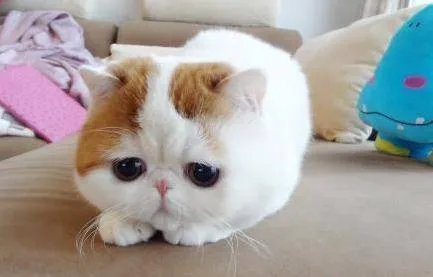 谁有这只猫的其他图片,它叫什么