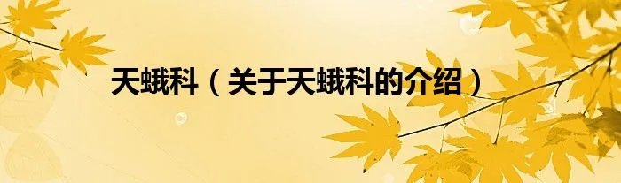 天蛾科（关于天蛾科的介绍）