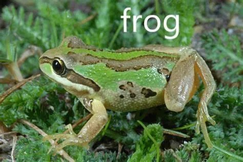 frog怎么读?