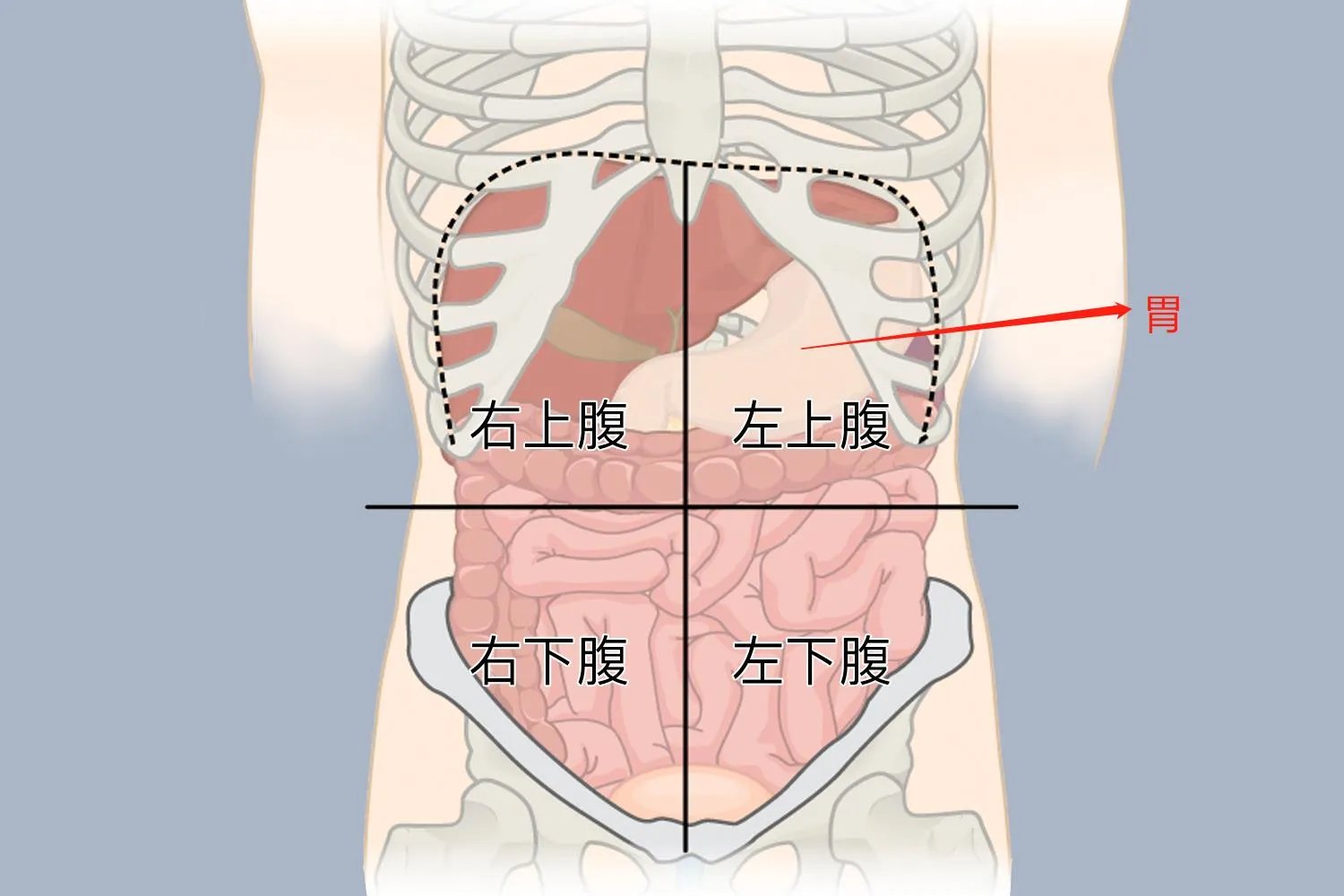 女性胃在哪个位置图