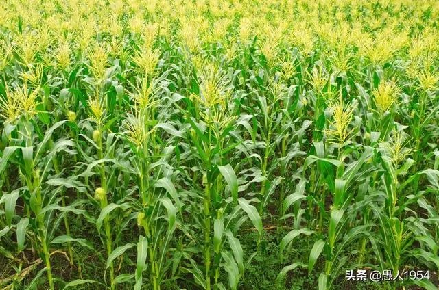 今天全国项城天气查询