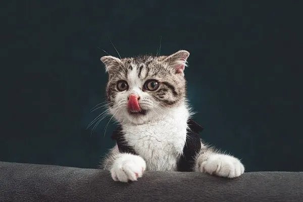 得狂犬病的猫的症状