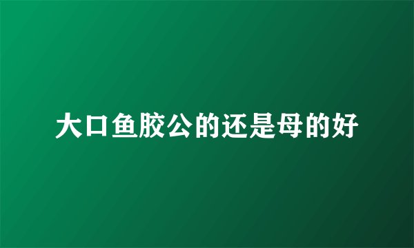 大口鱼胶公的还是母的好