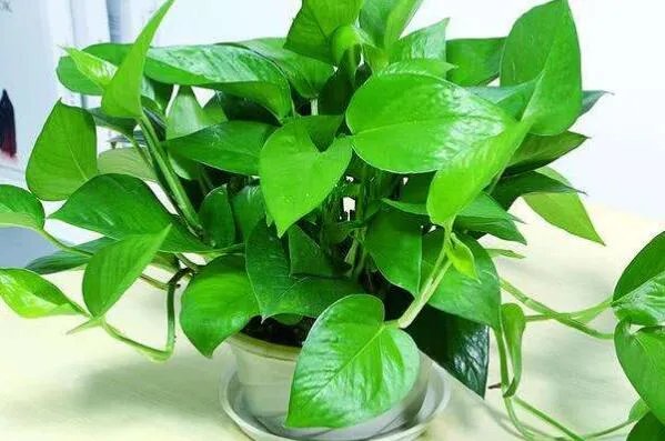 十大生命力顽强的植物 仙人掌上榜,第一被誉为“沙漠守护神”