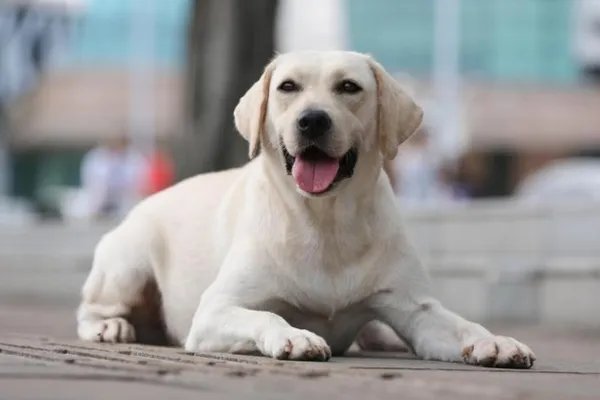 世界犬类智商排名