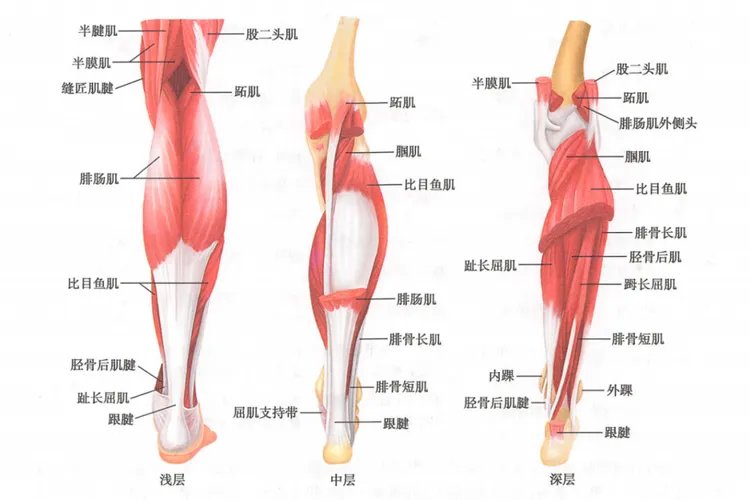 小腿肌肉图解