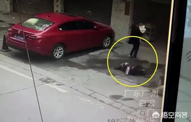 广州一女子被高空掉落的狗砸成重伤你怎么看？