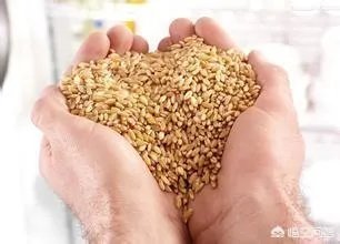 如何判断小麦成熟程度？