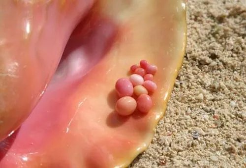 海螺珠是什么?和珍珠有什么区别?