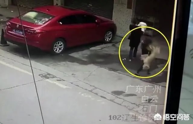 广州一女子被高空掉落的狗砸成重伤你怎么看？