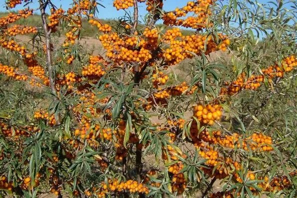 十大生命力顽强的植物 仙人掌上榜,第一被誉为“沙漠守护神”