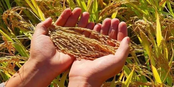 我国夏粮收购超3千万吨,我国作为第一农业大国,为何还要从国外进口粮食?
