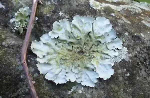 十大生命力顽强的植物 仙人掌上榜,第一被誉为“沙漠守护神”