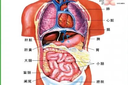 左侧人体器官位置图