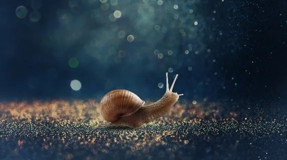 蜗牛是益虫还是害虫