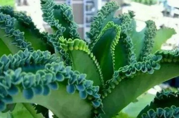 十大生命力顽强的植物 仙人掌上榜,第一被誉为“沙漠守护神”