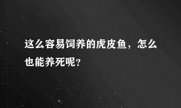 这么容易饲养的虎皮鱼，怎么也能养死呢？