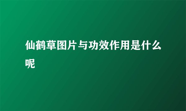 仙鹤草图片与功效作用是什么呢