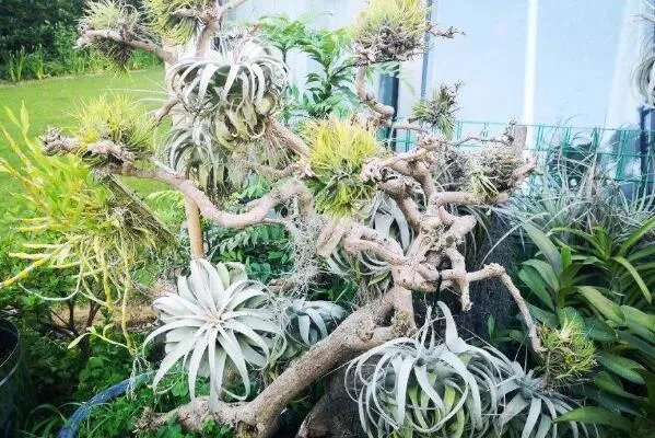 十大生命力顽强的植物 仙人掌上榜,第一被誉为“沙漠守护神”