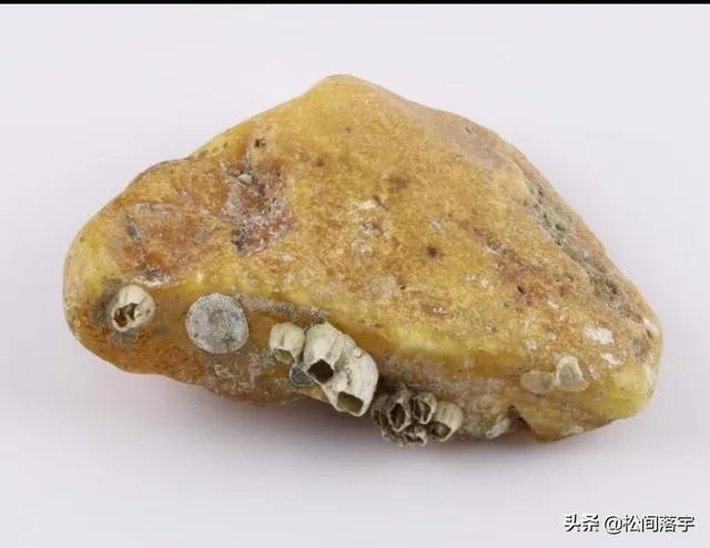 藤壶有天敌吗？