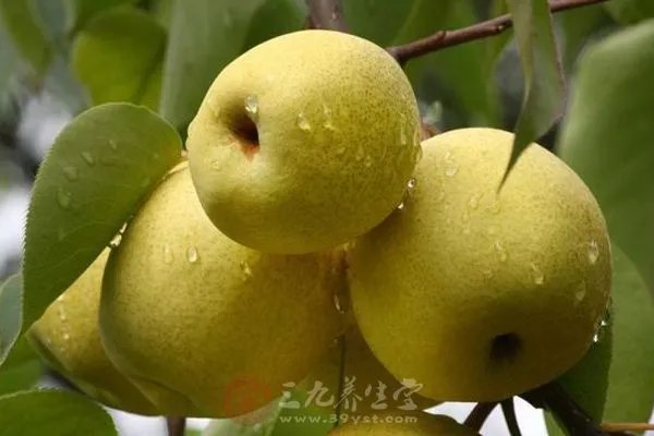 咳嗽有黄痰怎么办 这些食疗方法推荐给你