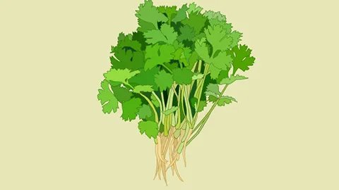 香菜的功效