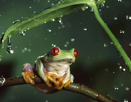 frog怎么读?