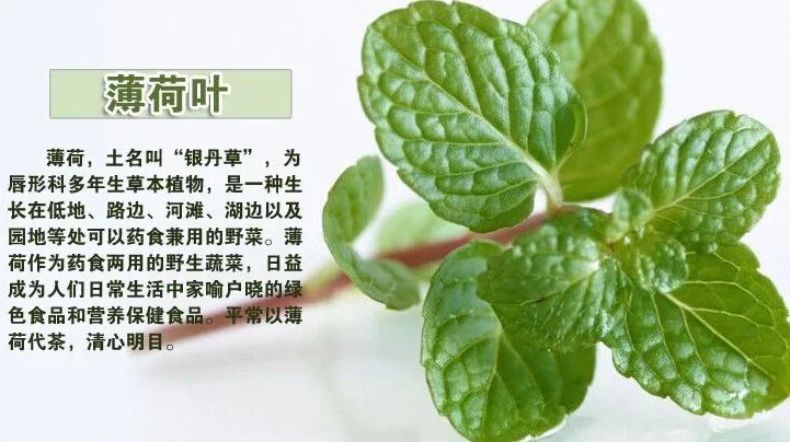 薄荷叶怎么吃?薄荷叶的吃法