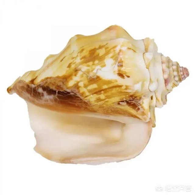 海螺珠是什么?和珍珠有什么区别?