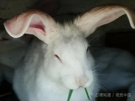 老舍《兔》原文