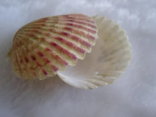贝壳粉涂料的作用是什么