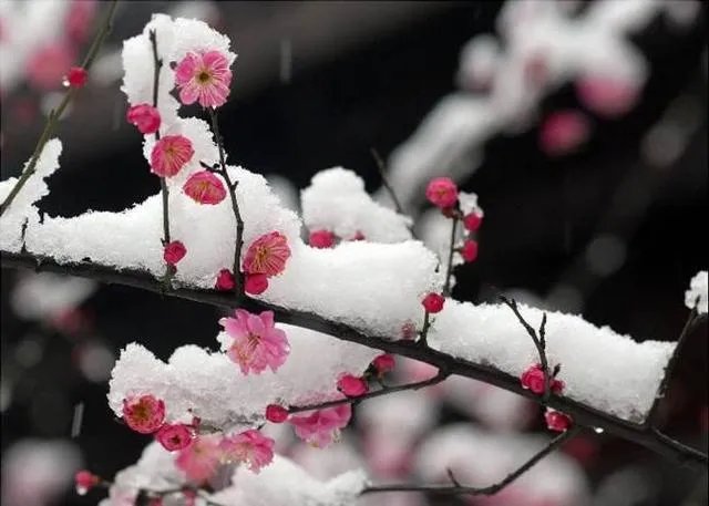 上联:春风似剪，剪开红花数万朵。求下联？