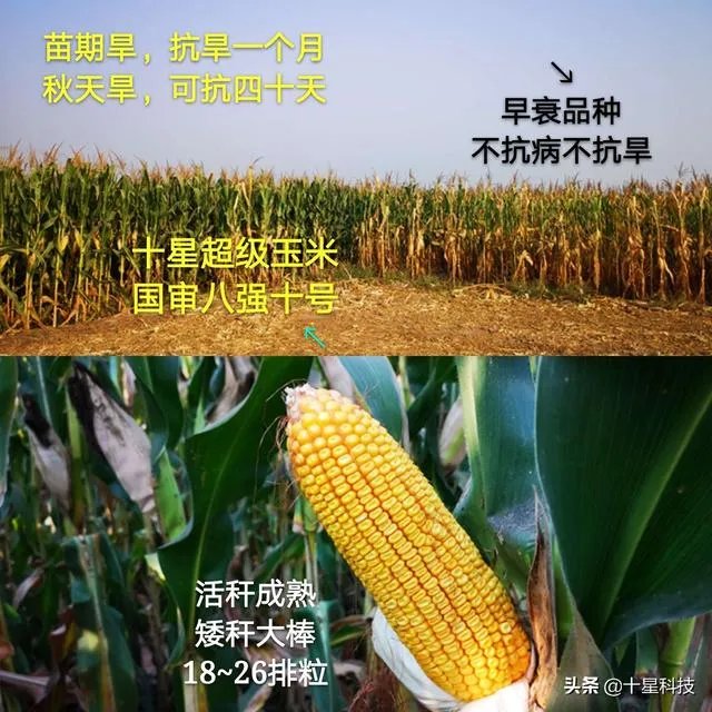今天全国项城天气查询