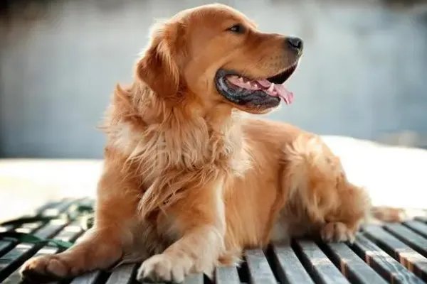 世界犬类智商排名