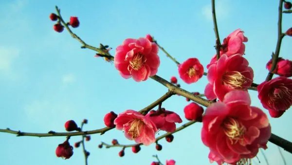 中国十大名花各代表什么?