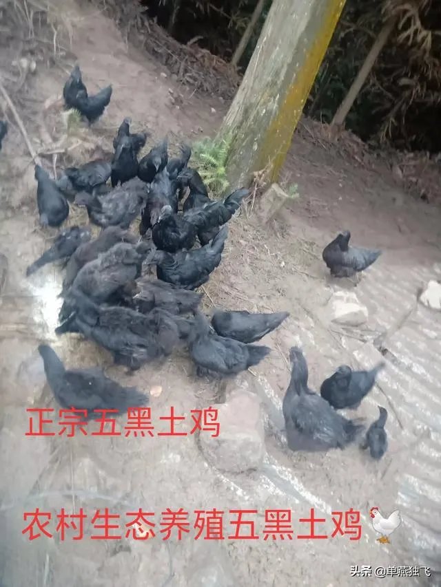 新冠疫情结束后，你最想做的事情是什么？