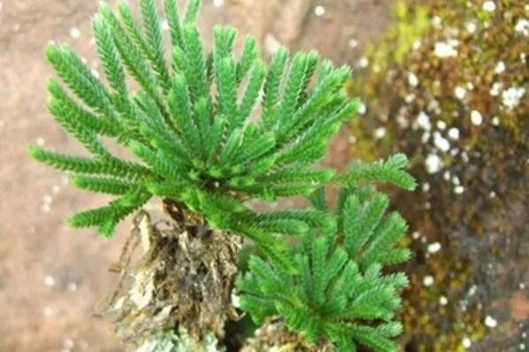 十大生命力顽强的植物 仙人掌上榜,第一被誉为“沙漠守护神”