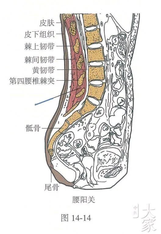 腰阳关