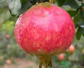 什么是软籽石榴?软籽石榴籽可以吃吗?