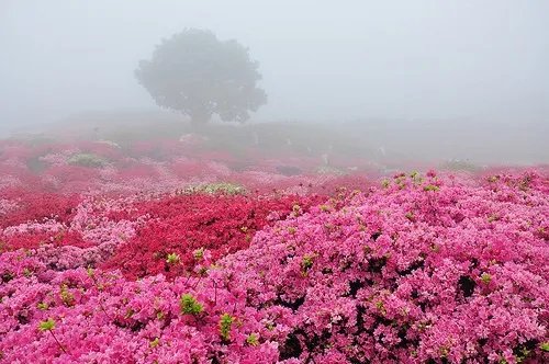 唯美头像